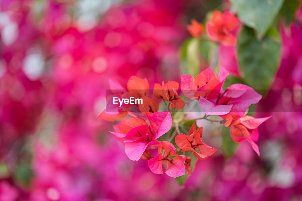 plant, flower, flowering plant, beauty in nature, pink, freshness, nature, blossom, macro photography, close-up, plant part, petal, springtime, tree, leaf, fragility, magenta, no people, outdoors, multi colored, flower head, growth, environment, branch, inflorescence, red, backgrounds, vibrant color, defocused, shrub, summer, selective focus, focus on foreground