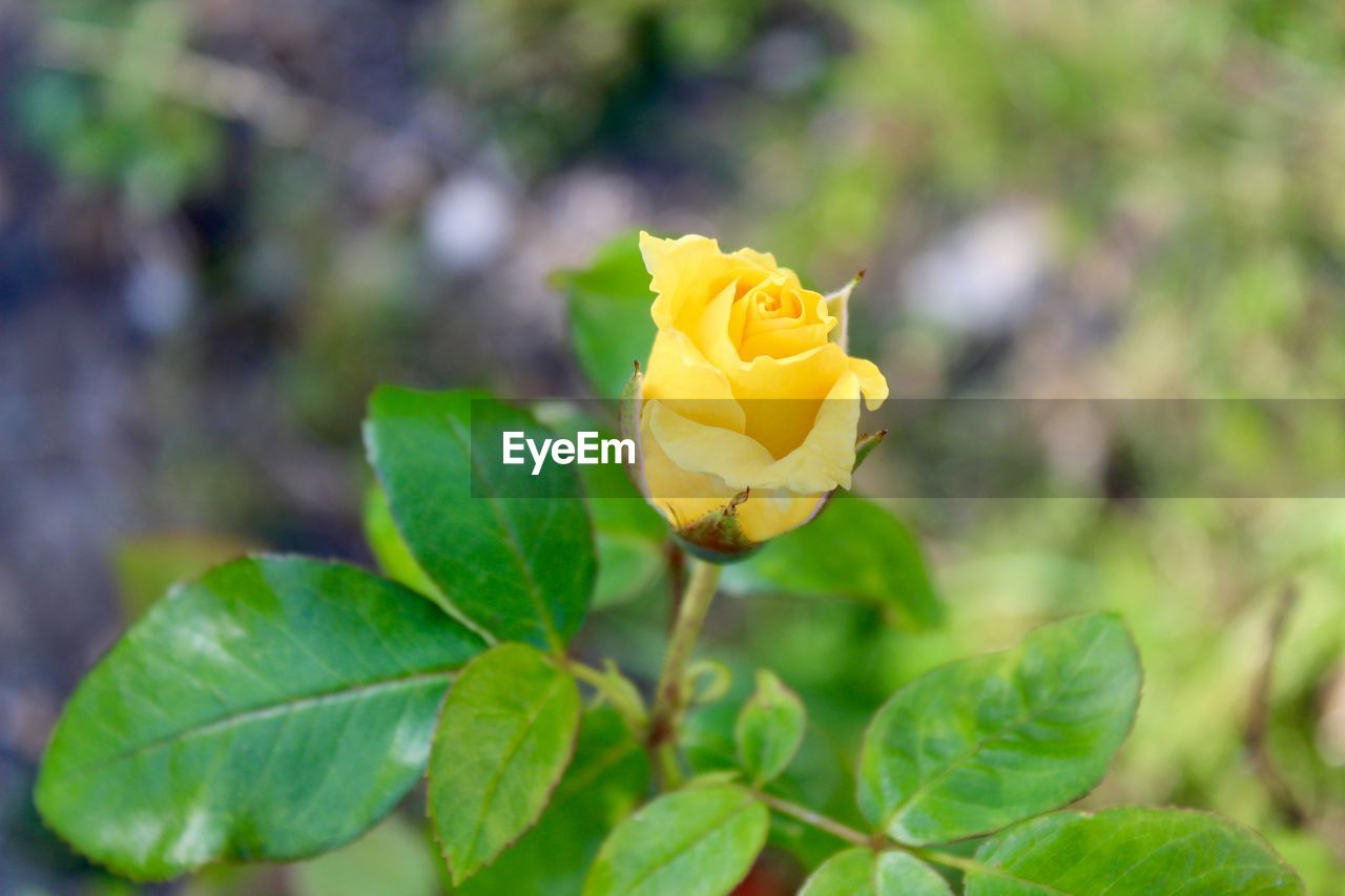 CLOSE-UP OF YELLOW ROSE IN GARDEN