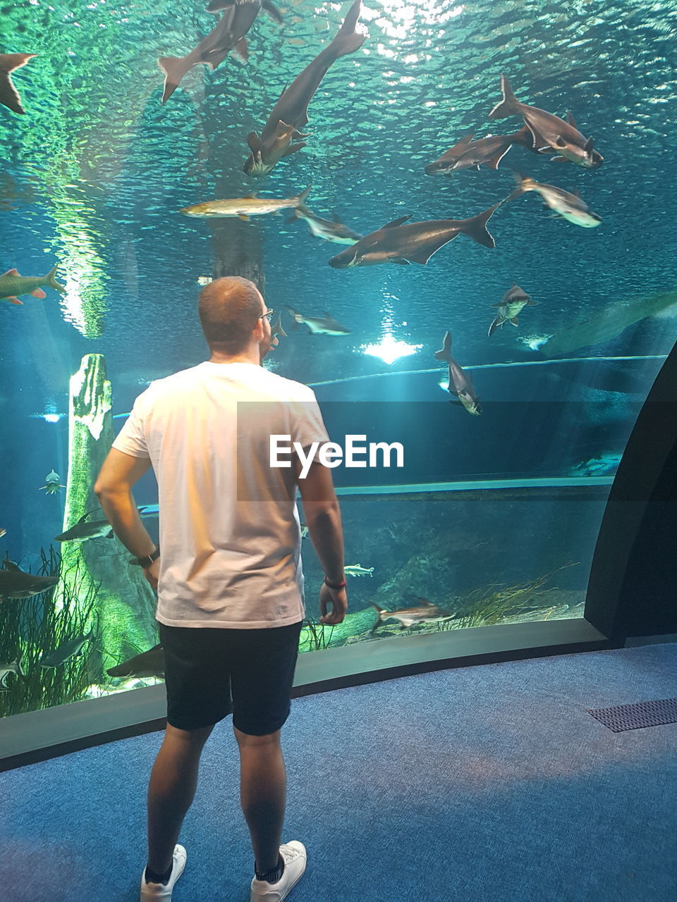 REAR VIEW OF MAN STANDING IN FISH TANK
