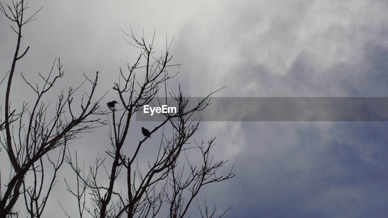 LOW ANGLE VIEW OF BARE TREE AGAINST CLOUDY SKY