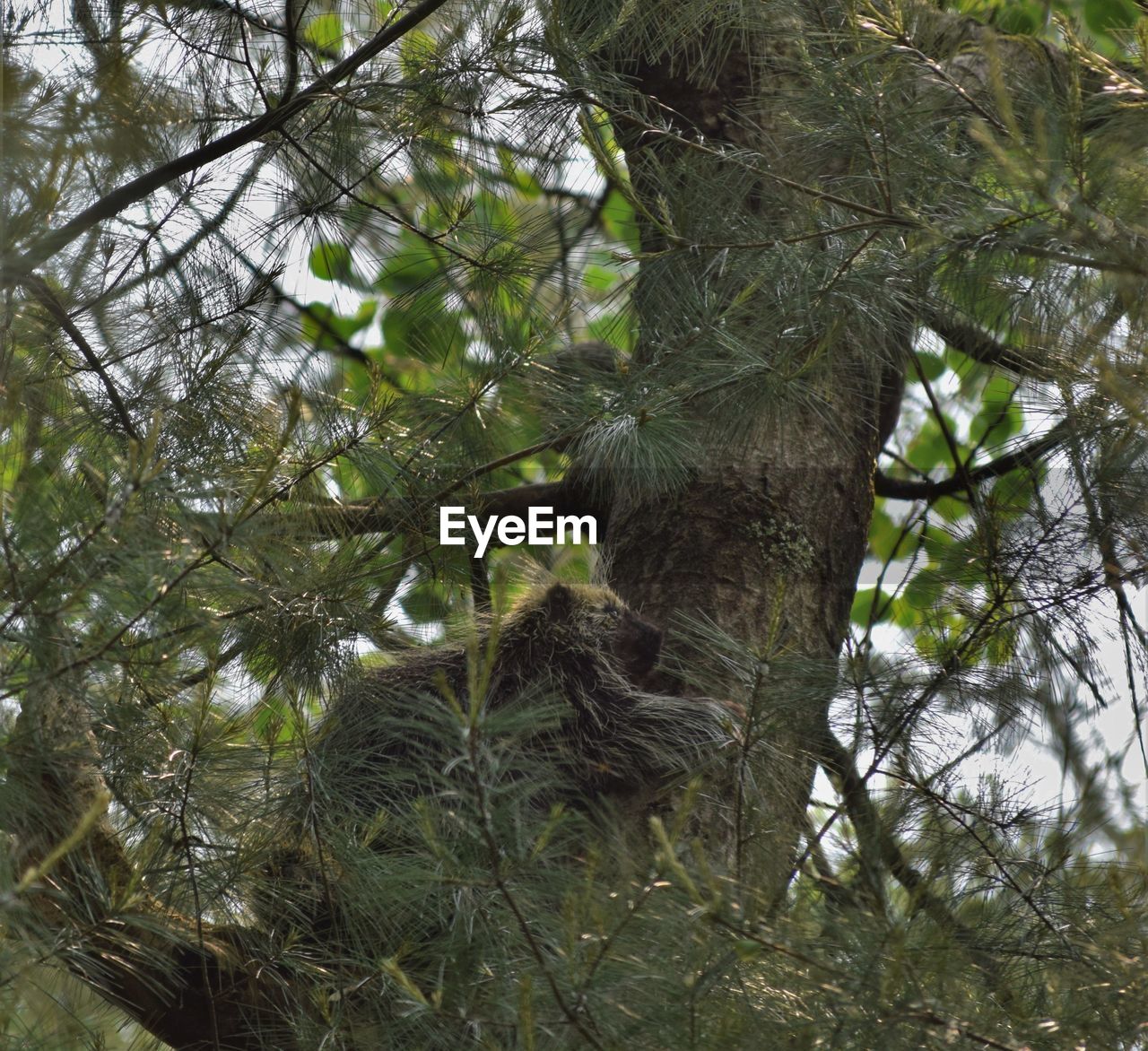 LOW ANGLE VIEW OF A TREE IN FOREST