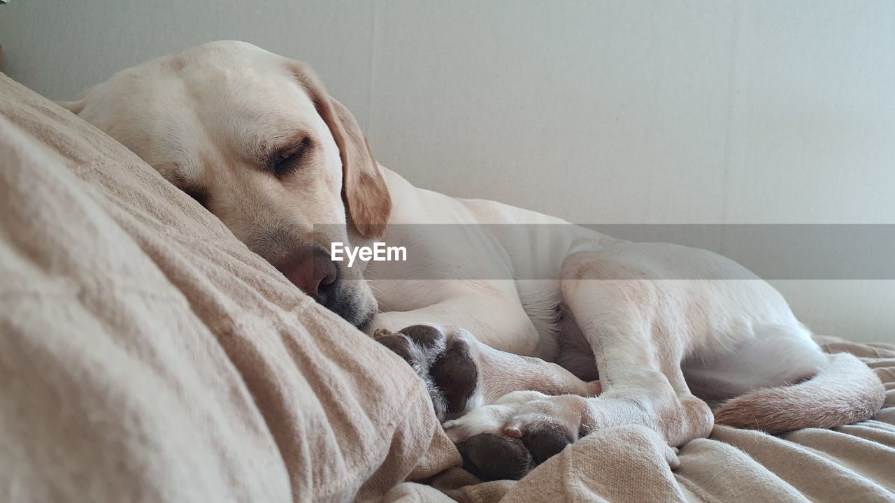 CLOSE-UP OF DOG SLEEPING