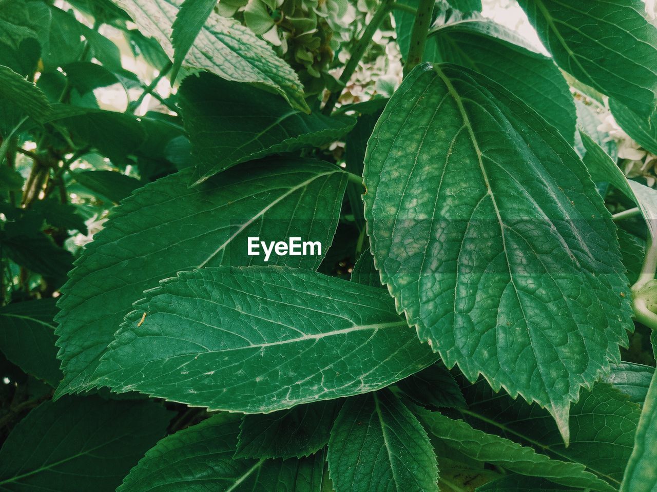 HIGH ANGLE VIEW OF LEAVES