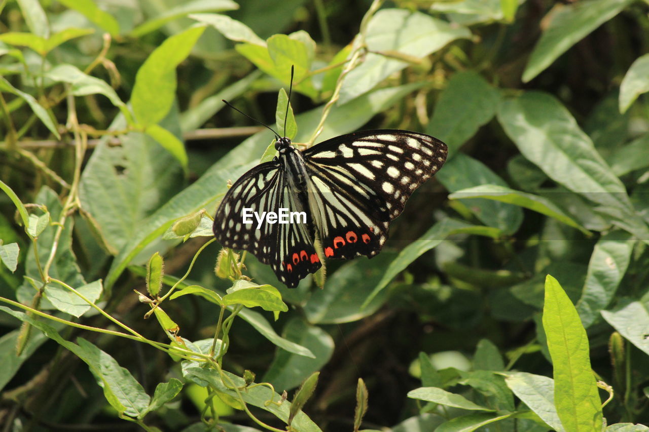 Close-up of butterfly on leaf