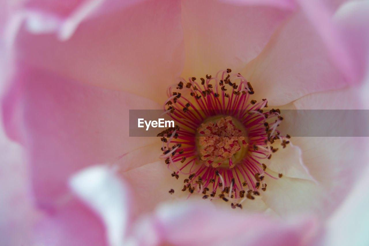 Macro shot of pink flower