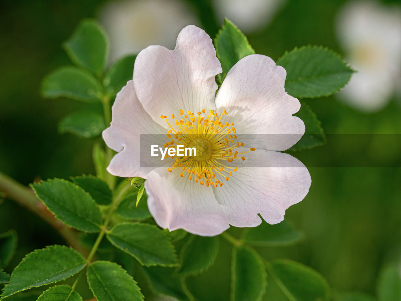 CLOSE-UP OF WHITE FLOWER