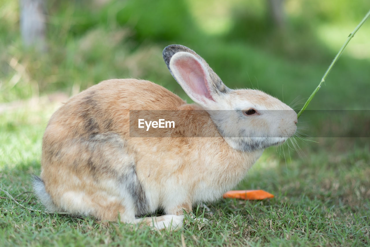 animal, domestic rabbit, animal themes, pet, mammal, rabbits and hares, rabbit, grass, animal wildlife, one animal, plant, nature, hare, no people, whiskers, land, domestic animals, close-up, wildlife, side view, field, outdoors, focus on foreground, cute, day, brown, full length, eating, animal hair, rodent, animal body part, selective focus, sitting, springtime, relaxation