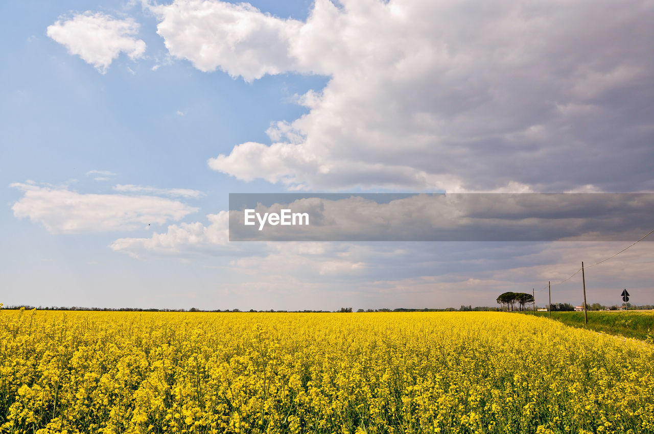 Oilseed rape farm against cloudy sky on sunny day