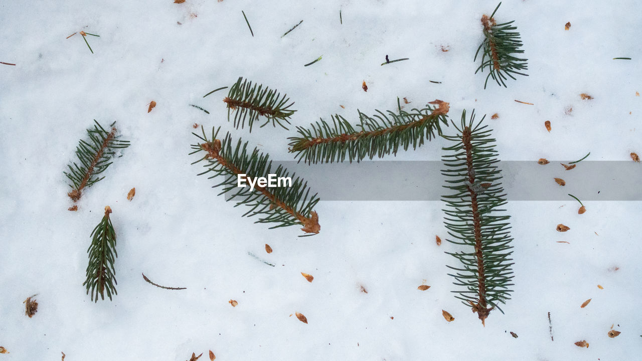 HIGH ANGLE VIEW OF LEAVES ON SNOW COVERED PLANTS