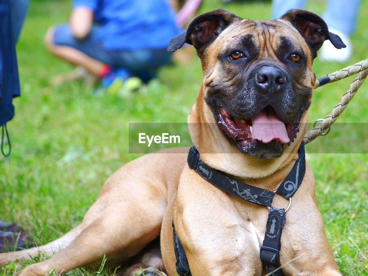 Close-up portrait of dog sitting on grass