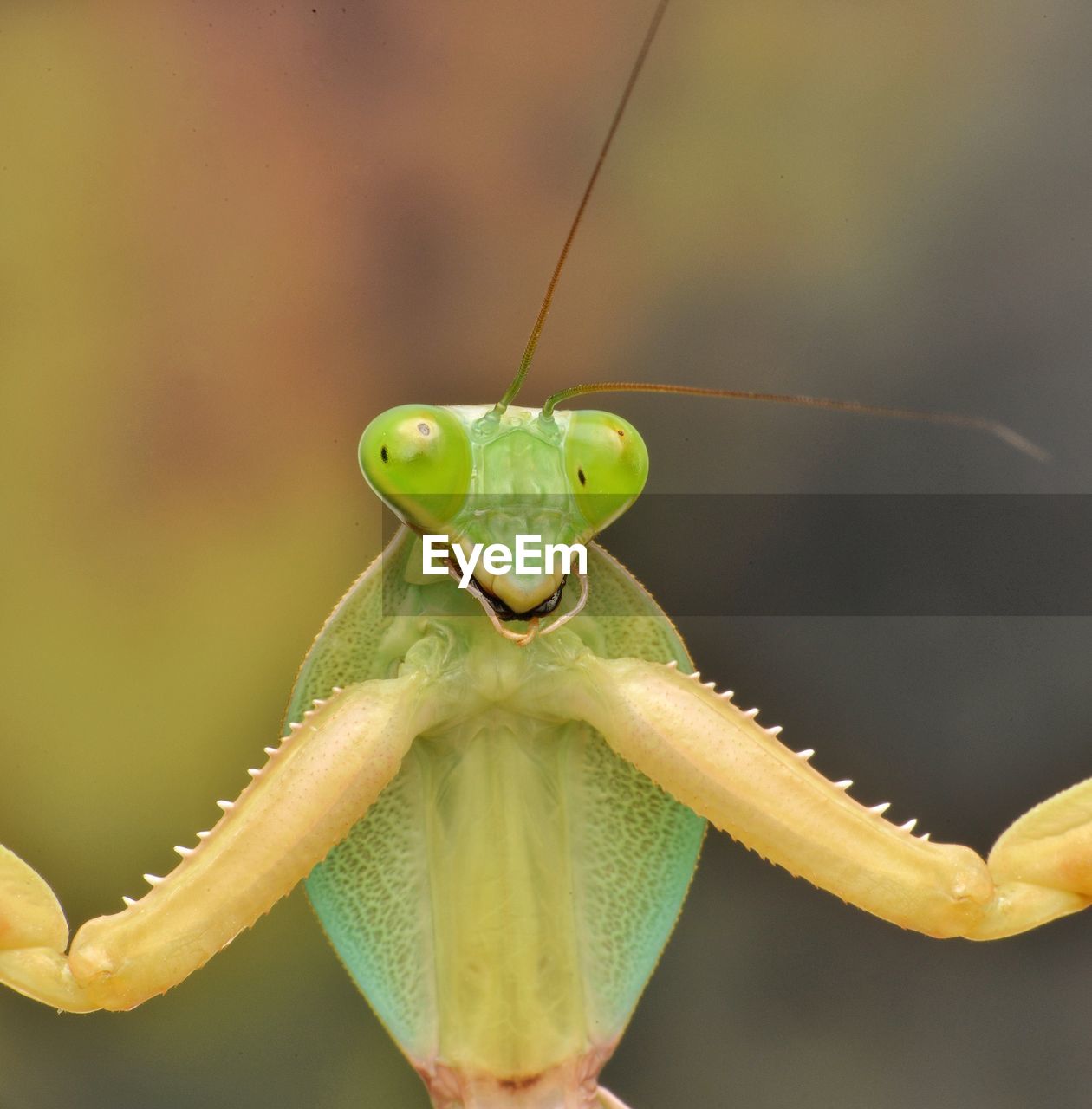 Close-up of praying mantis