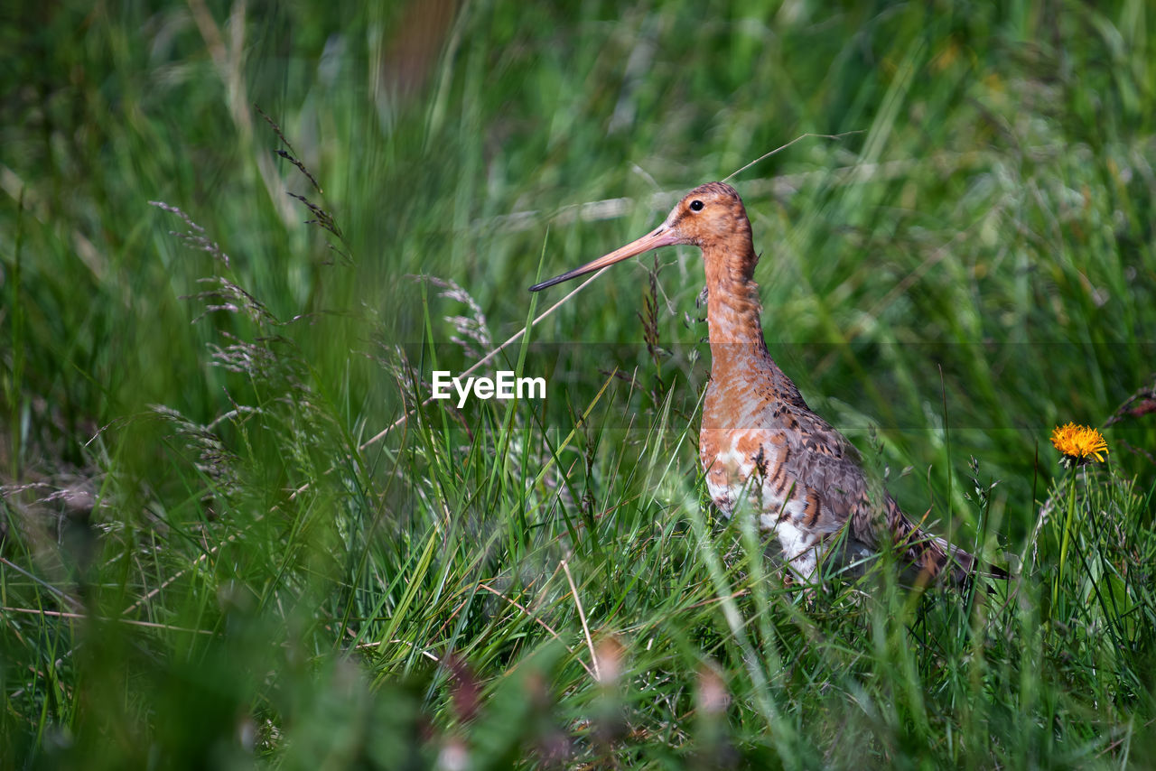 Bird on field