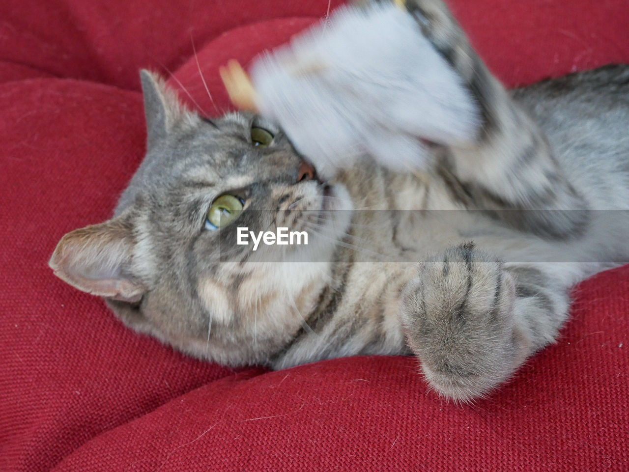 CLOSE-UP OF CAT RESTING ON RED CARPET