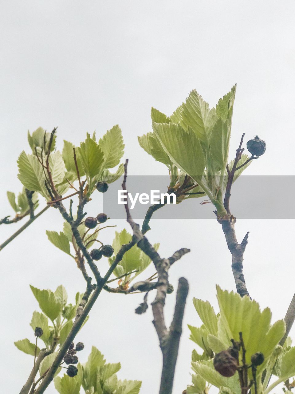 LOW ANGLE VIEW OF FLOWERING PLANTS AGAINST SKY