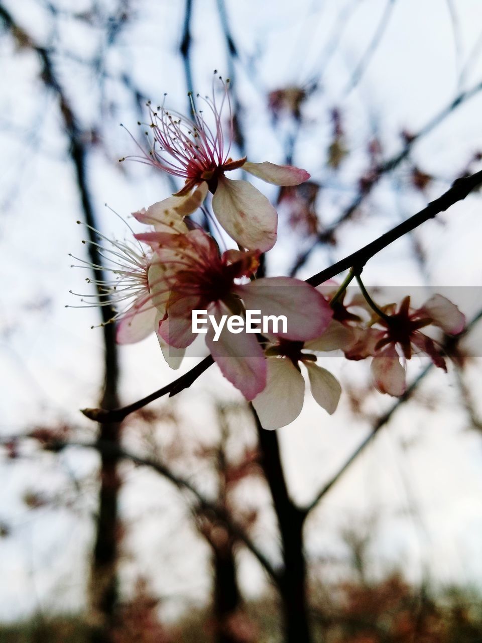 CLOSE-UP OF CHERRY BLOSSOM