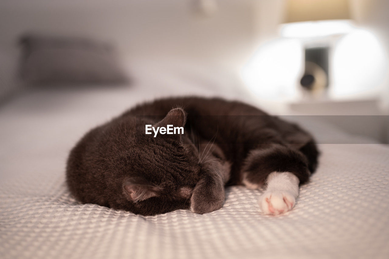 pet, cat, animal themes, mammal, animal, domestic animals, one animal, black, indoors, whiskers, relaxation, nose, sleeping, felidae, small to medium-sized cats, domestic cat, skin, lying down, furniture, kitten, bed, no people, young animal, domestic room, resting, feline, close-up, carnivore, cute, selective focus, bedroom, nap, tired, focus on foreground