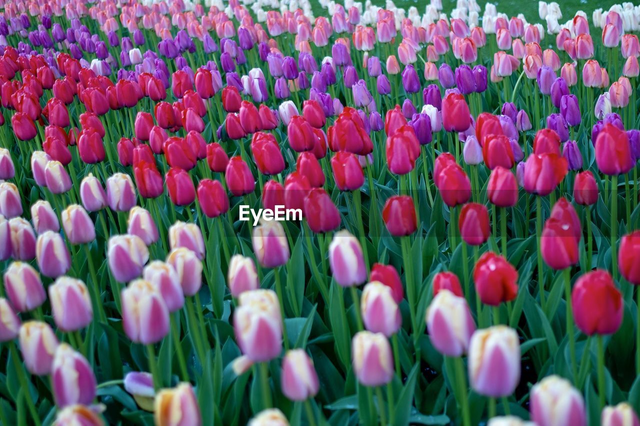 plant, flower, flowering plant, tulip, beauty in nature, freshness, growth, fragility, nature, field, land, petal, purple, flowerbed, flower head, inflorescence, springtime, pink, abundance, close-up, no people, multi colored, green, day, backgrounds, red, landscape, selective focus, outdoors, botany, blossom, full frame, plant stem, vibrant color
