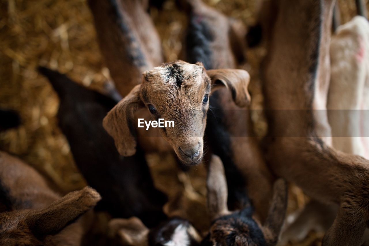 High angle view of goats