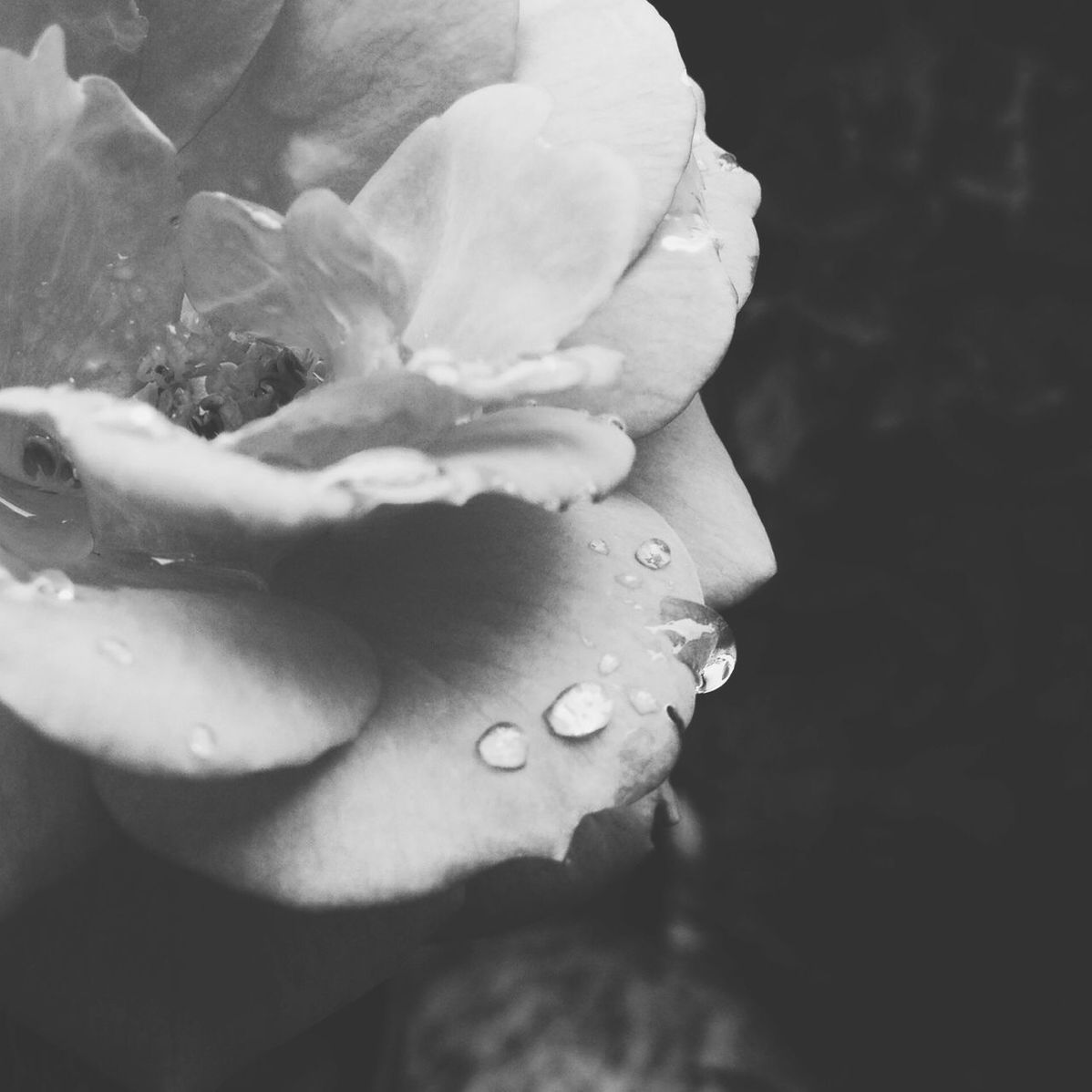 Close-up of flower with dew drops