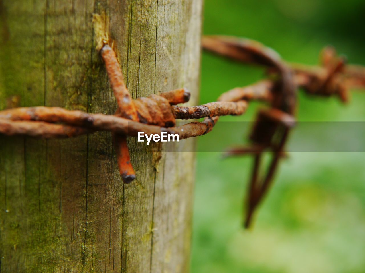 Close-up of rusty barbed wire fence on wood