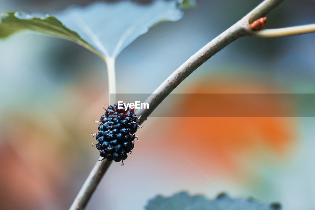 Close-up of berries growing on plant