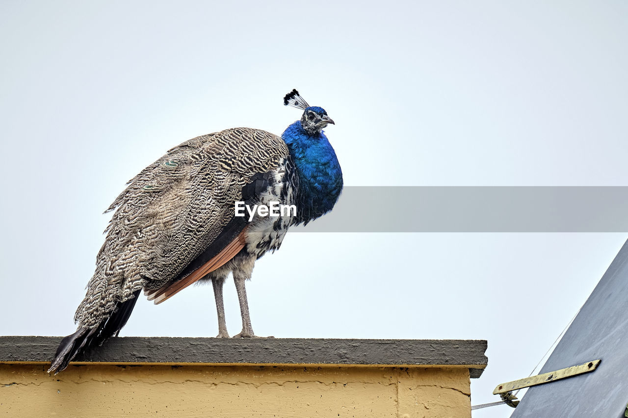 LOW ANGLE VIEW OF A BIRD PERCHING ON A BUILDING