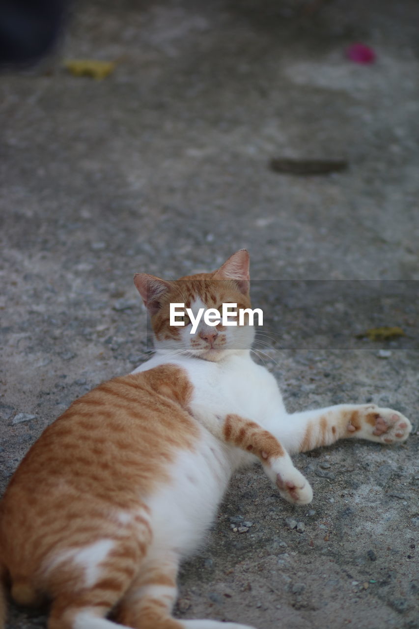 HIGH ANGLE VIEW PORTRAIT OF CAT LYING