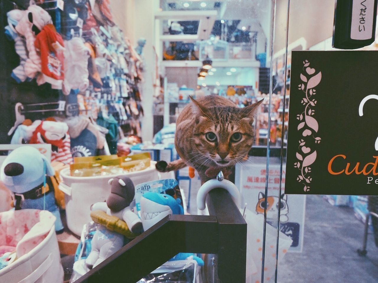 CLOSE-UP OF CAT BY STORE