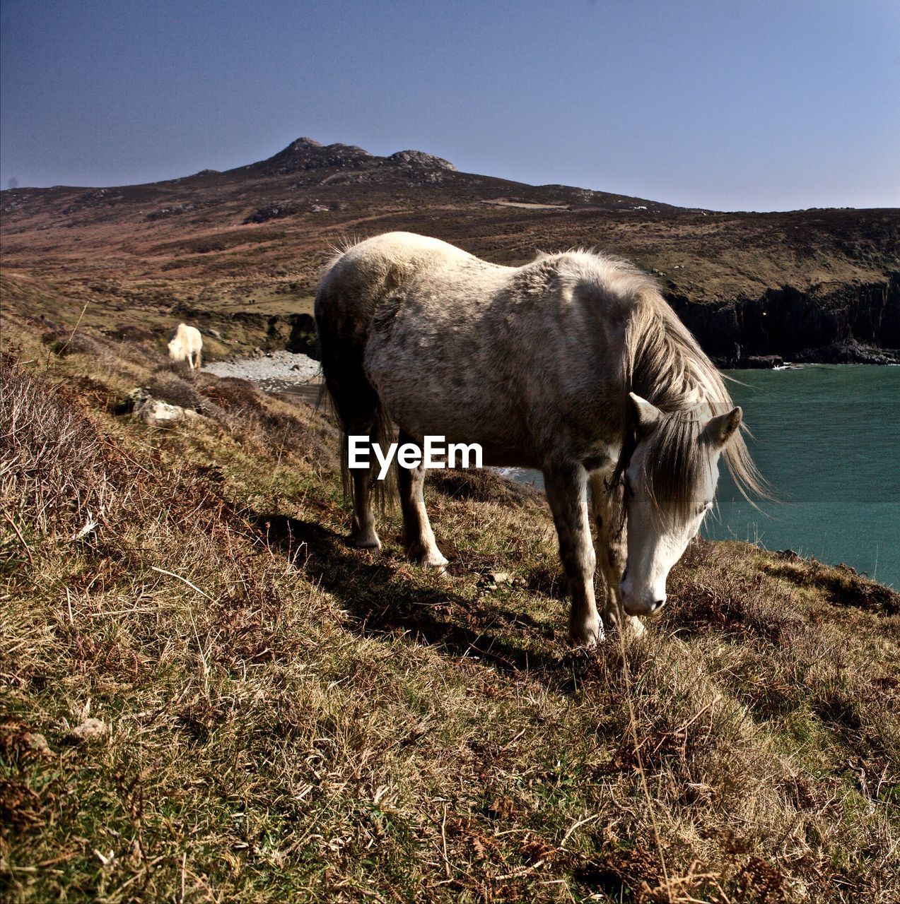 Horse grazing on shore