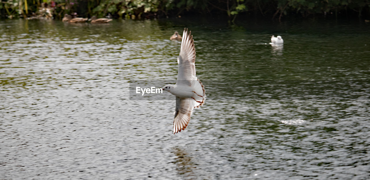 SEAGULL FLYING OVER LAKE