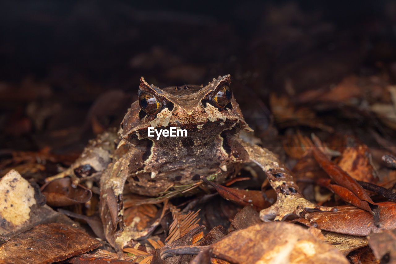 CLOSE-UP OF FROG ON DRY LAND ON FIELD