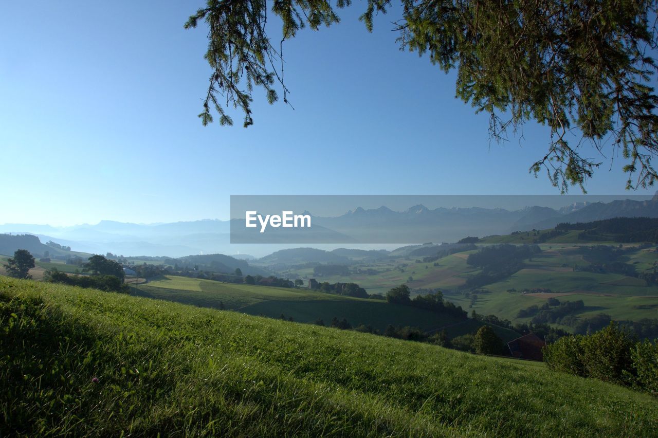 Scenic view of field against clear sky