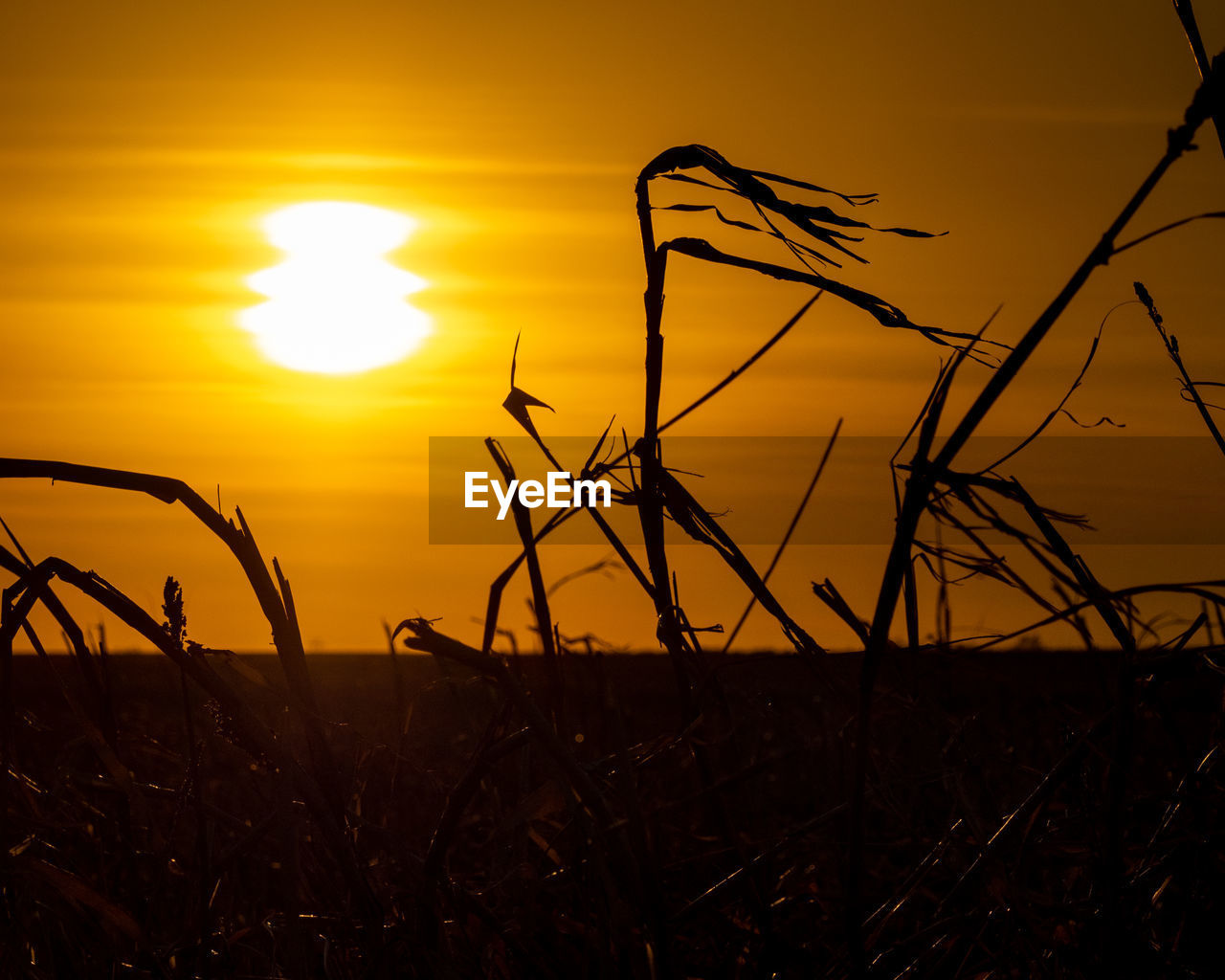 Close-up of silhouette plants on field against sky during sunset