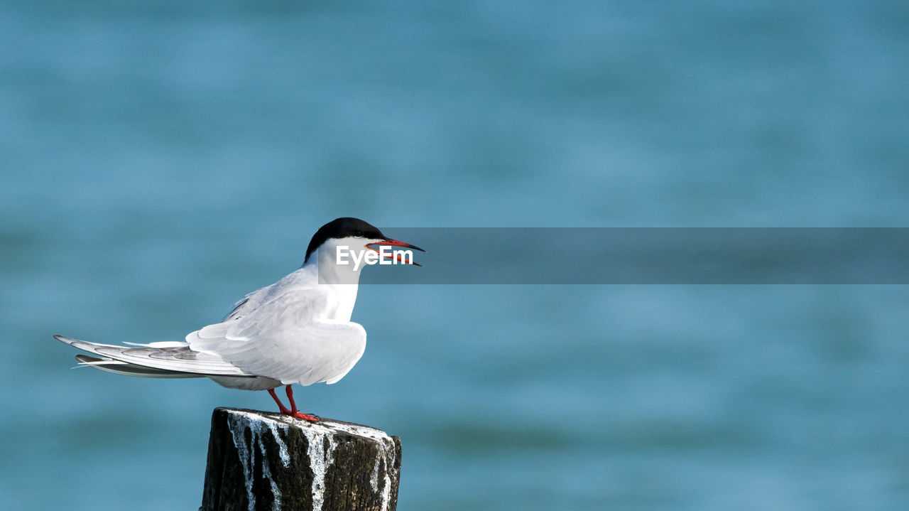 SEAGULLS PERCHING ON WOODEN POST