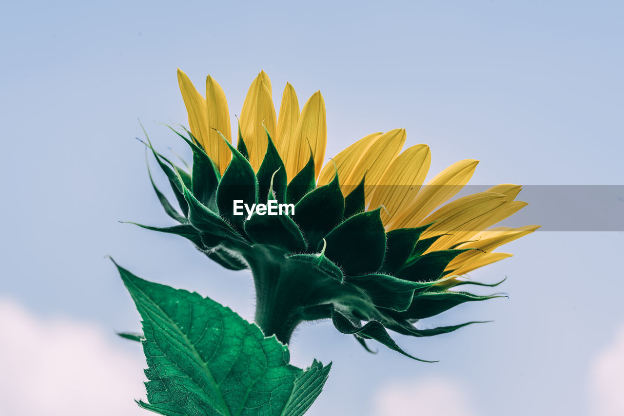 Close-up of sunflower plant against sky