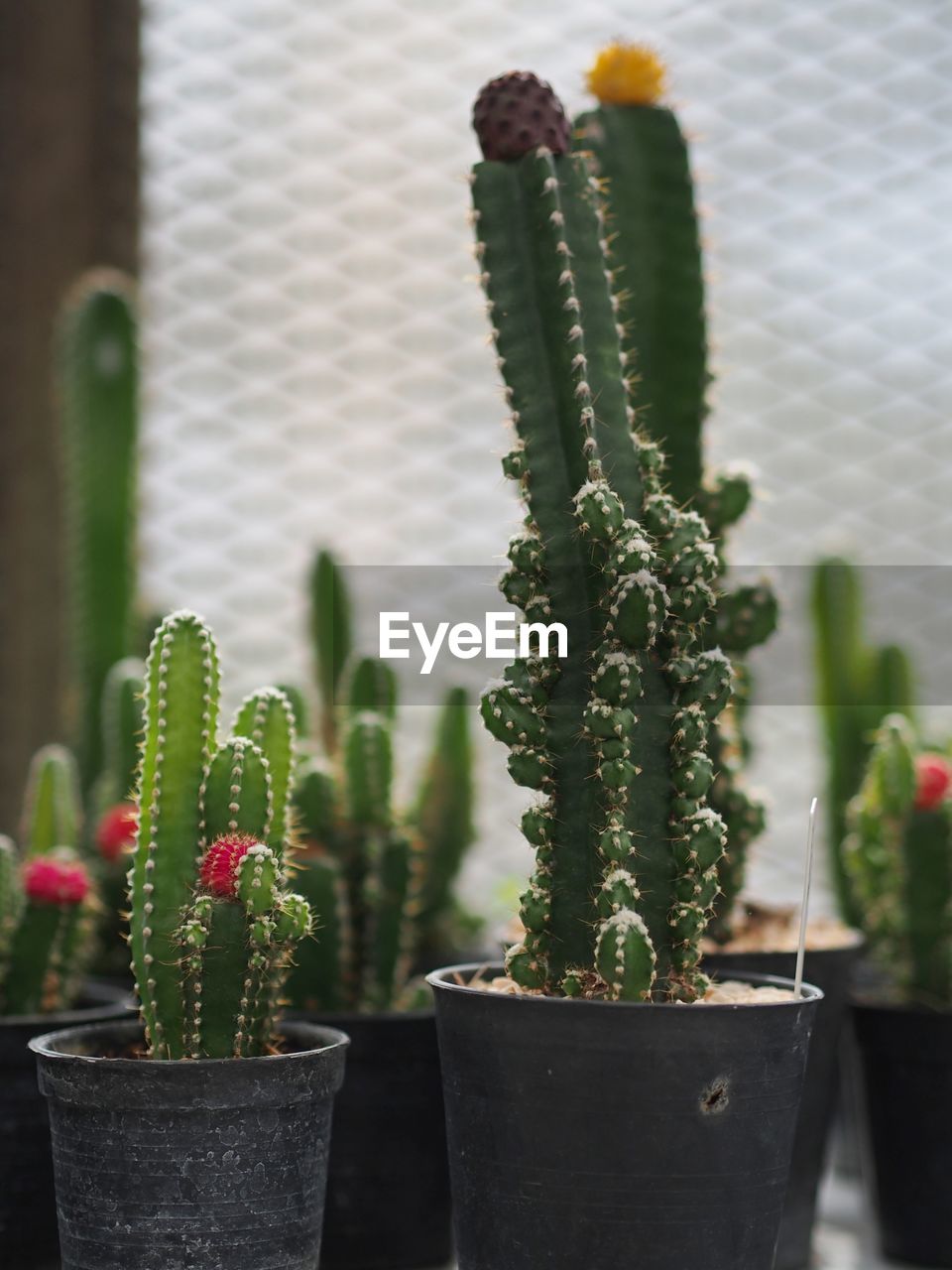 Close-up of potted plant