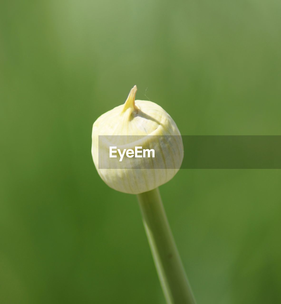 CLOSE-UP OF YELLOW ROSE BUD