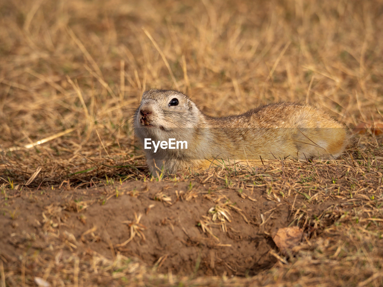 animal, animal themes, animal wildlife, wildlife, one animal, mammal, prairie dog, rodent, whiskers, no people, nature, prairie, squirrel, grass, outdoors, land, day, selective focus, portrait, plant