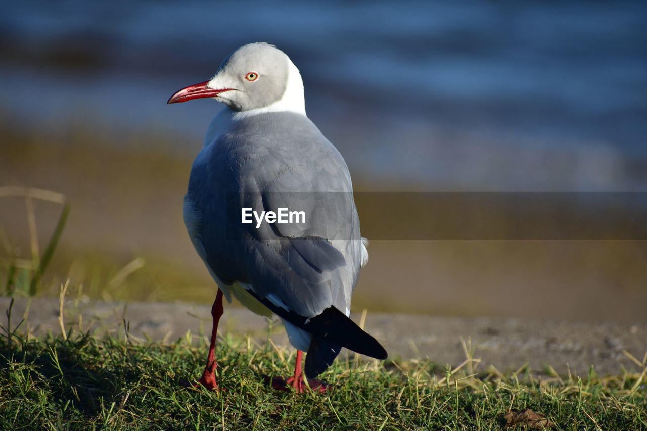 BIRD PERCHING ON A FIELD