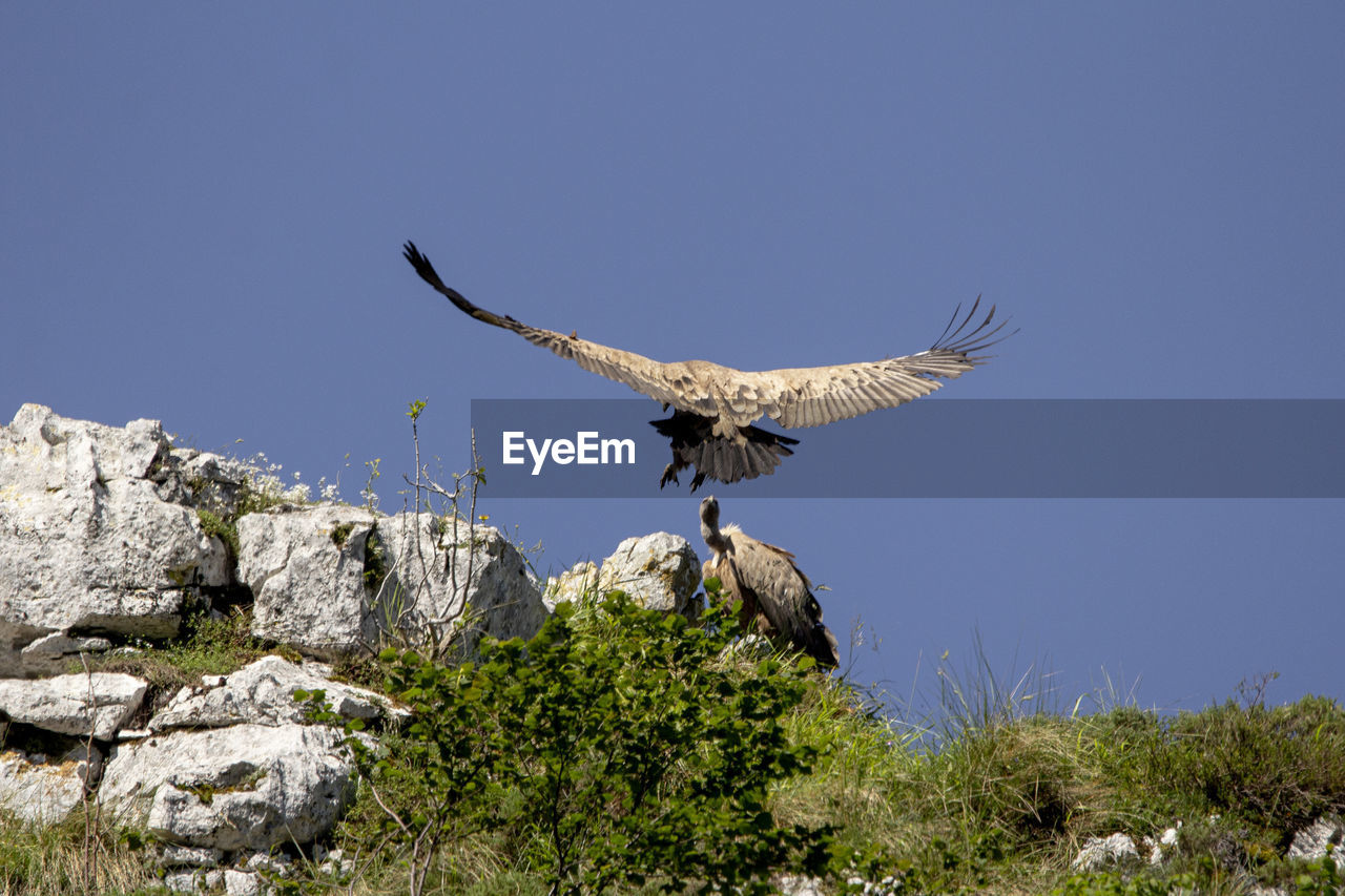 Griffon vulture in the picos de europa national park