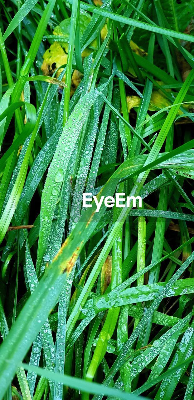 FULL FRAME SHOT OF WET PLANTS