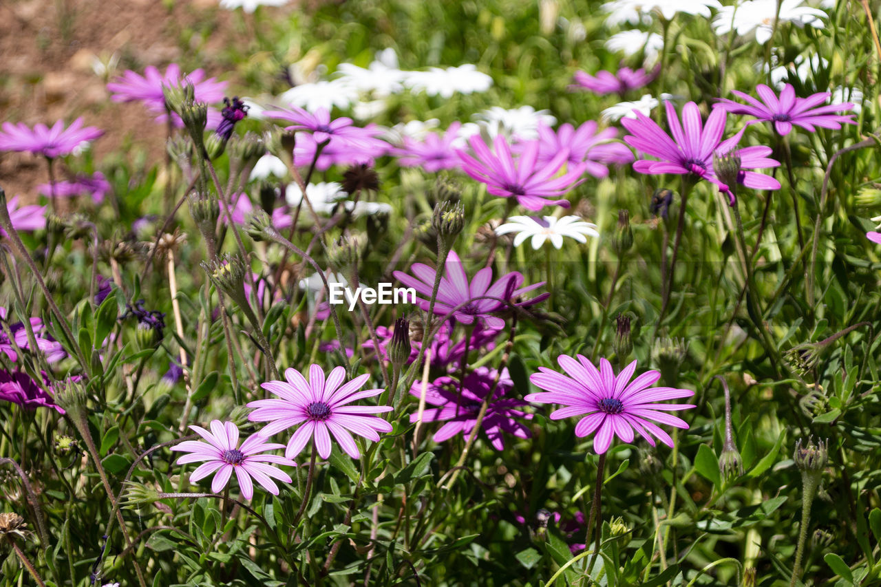 Close-up of pink flowering purple flowers on field