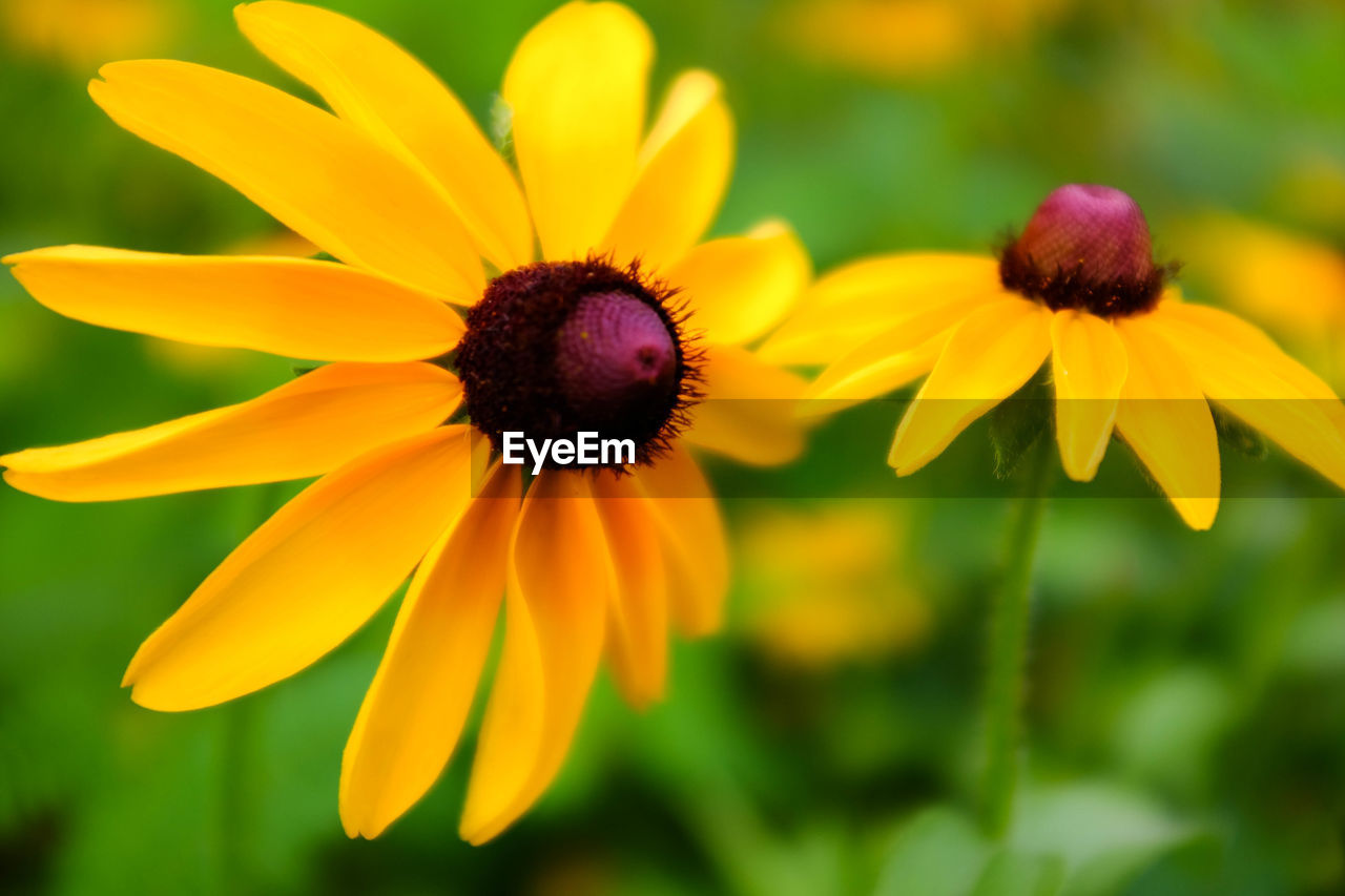 CLOSE-UP OF HONEY BEE POLLINATING ON YELLOW FLOWER