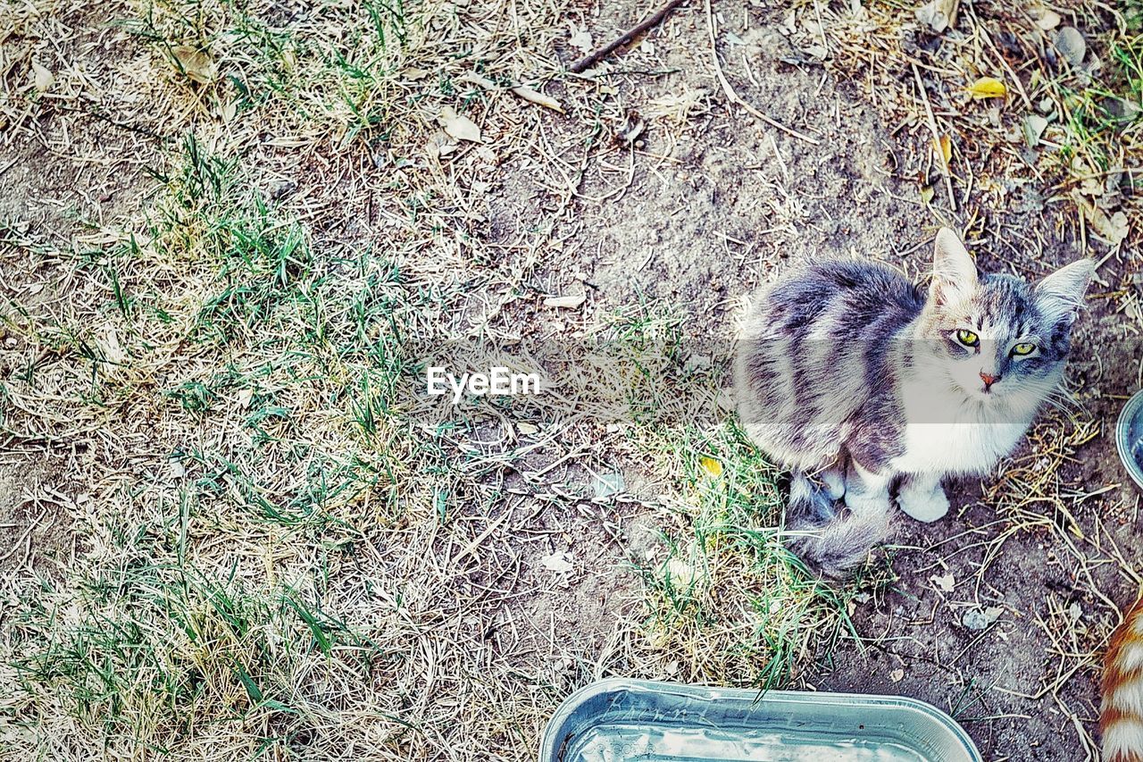 HIGH ANGLE VIEW OF CAT