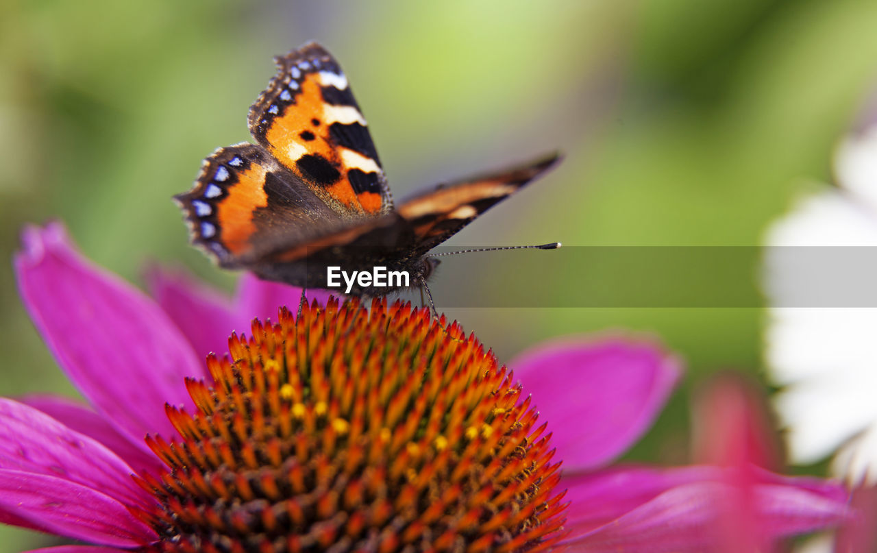 Colorful butterfly landing on pink flower in macro