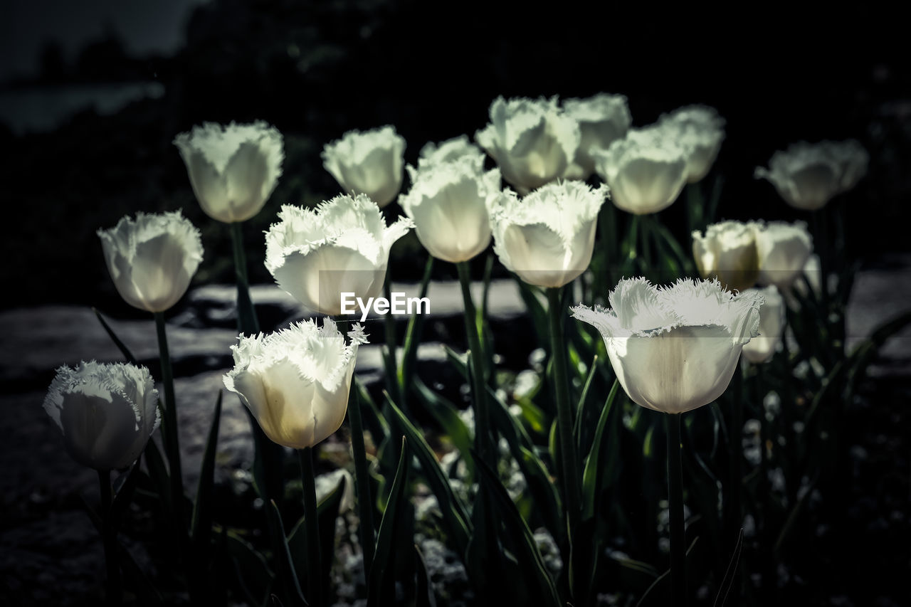 CLOSE-UP OF FLOWERS AGAINST PLANTS