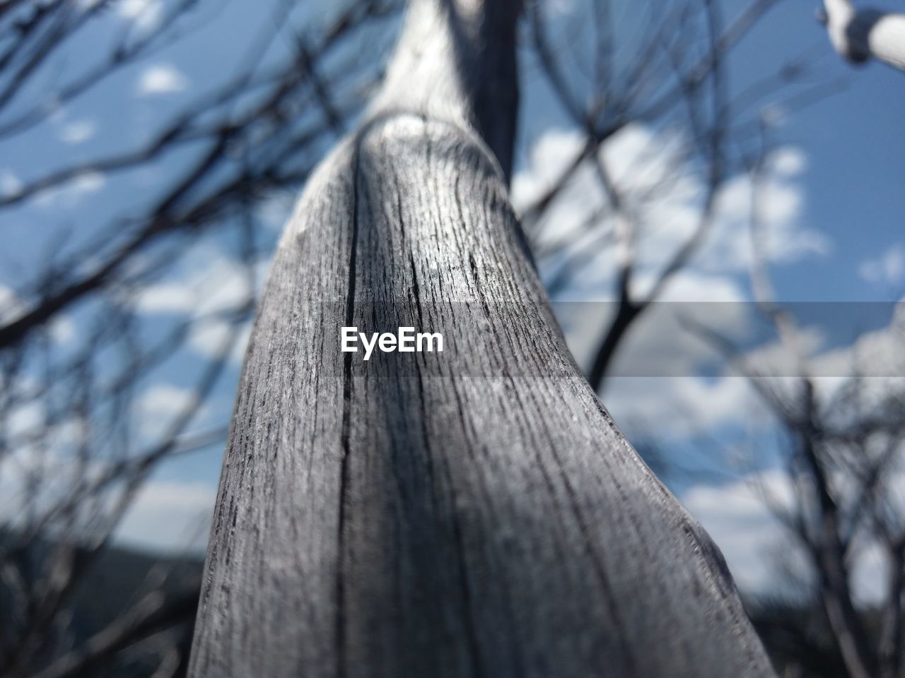 LOW ANGLE VIEW OF BARE TREES AGAINST SKY