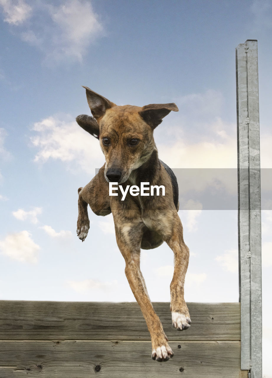 high angle view of dog