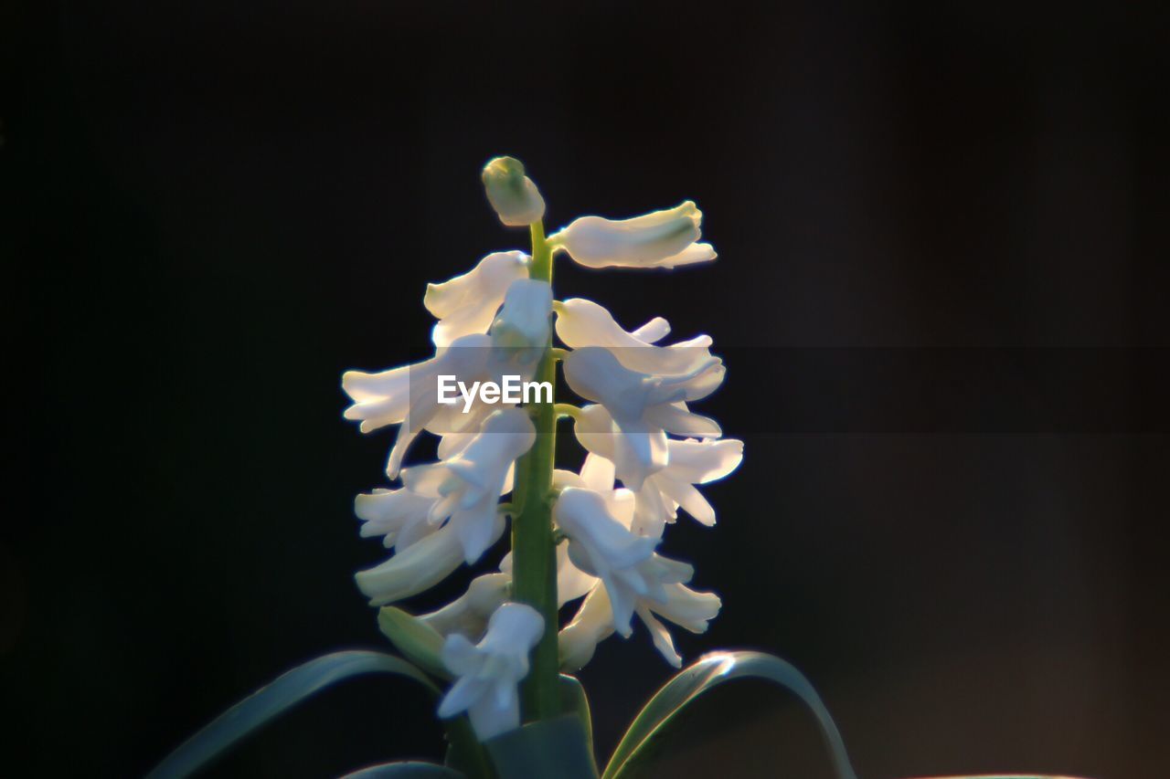 CLOSE-UP OF WHITE FLOWERS