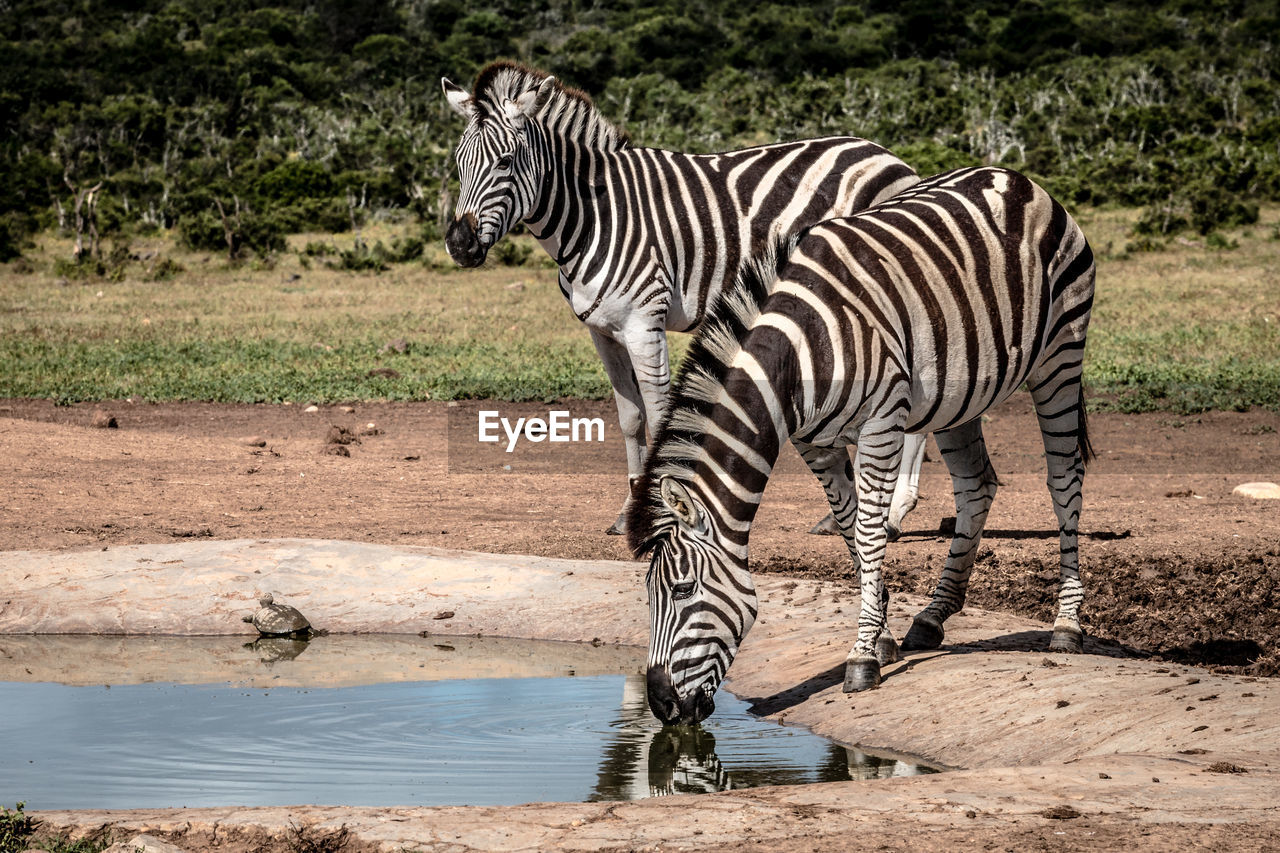 VIEW OF ZEBRA DRINKING WATER